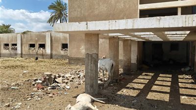 مستشفى بلفيا ببنى سويف أصبحت حظيرة مواشى منذ 9 سنوات وملجأ للمشبوهين 