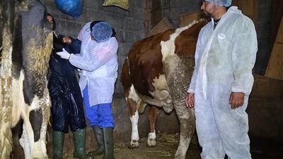 وزارة الزراعة تنفي تجميد تعيين الأطباء البيطريين.. والتدريب يقترب من الانتهاء