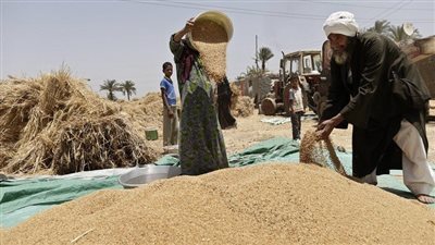 توريد 6 ملايين طن من القمح المحلي.. هيئة السلع التموينية تكشف المستهدف للموسم المقبل
