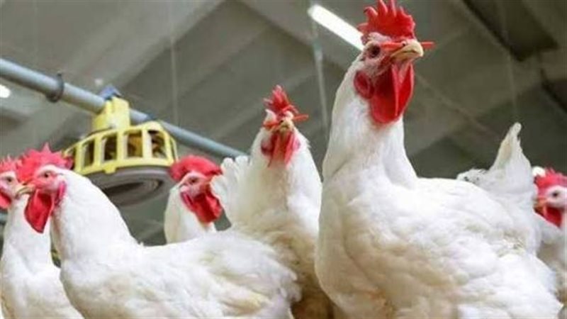 اسعار الدواجن 