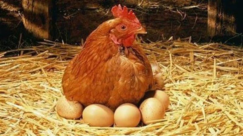 اسعار البيض 