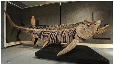 عمرها 70 مليون سنة.. معلومات عن السمكة التى حيرت العلماء