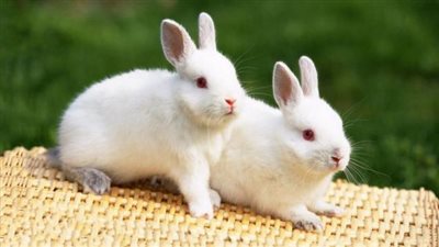 أبرزها الأرانب.. تعرف على الحيوانات التى تُساهم في انتشار «الطاعون الدبلي» بين البشر