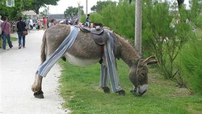 ما هى الجزيرة الفرنسية التي يرتدي فيها الحمير بيجاما؟.. إليك التفاصيل