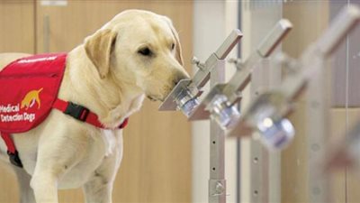 تجربة مثيرة  .. الكلاب  تصطاد مصابي كورونا