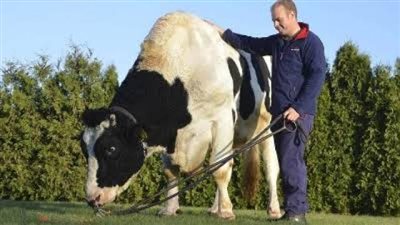 أنجب نصف مليون بقرة.. هذه قصة أشهر ثور في التاريخ