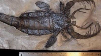 يصل طولها 2.5 متر.. تعرف على أضخم العقارب البحرية في العالم