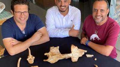 بالصور .. شاهد حفريات حوت برمائي عاش فى مصر قبل 43 مليون عام