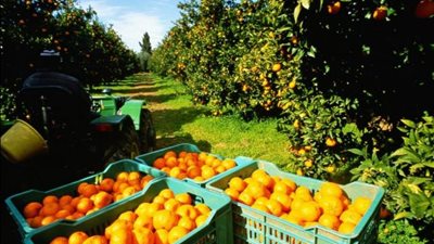 وزير الزراعة: 1.3 مليون طن إجمالي صادرات الموالح